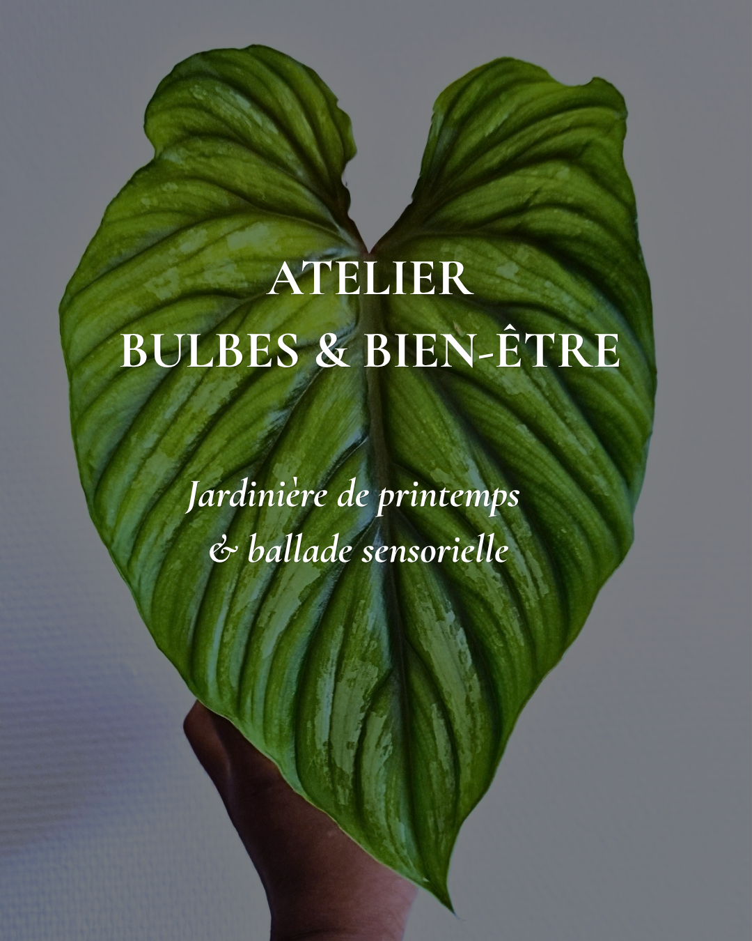 Atelier Bulbes & bien-être ⎜28 Octobre - Metz (57)