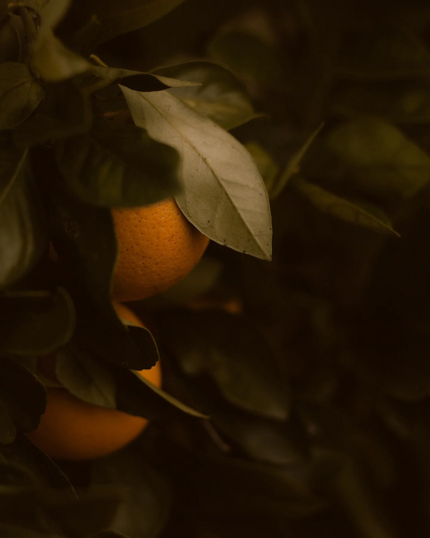 Cosy season 🍊🍊