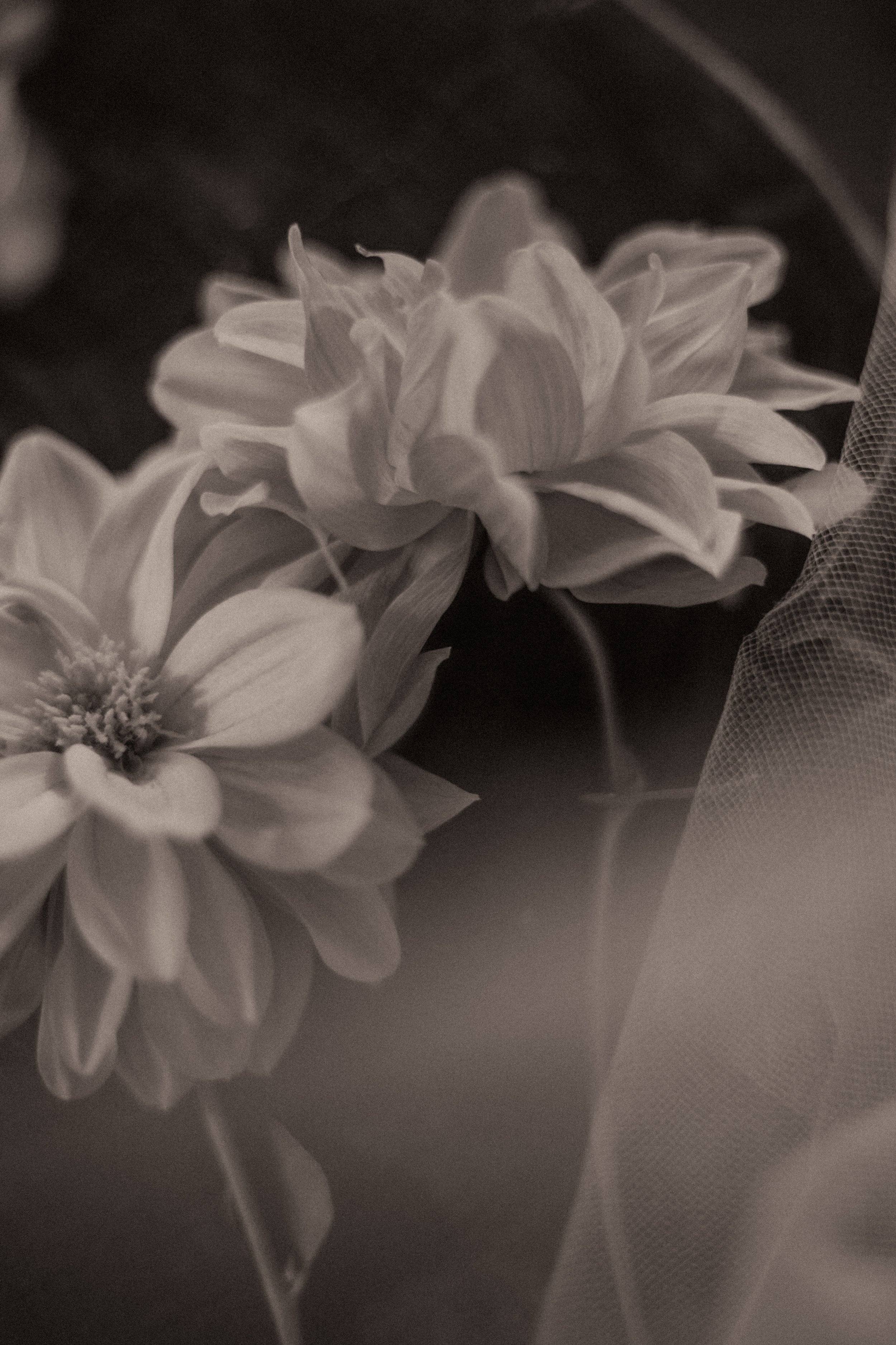 DELICATE DUO.jpg