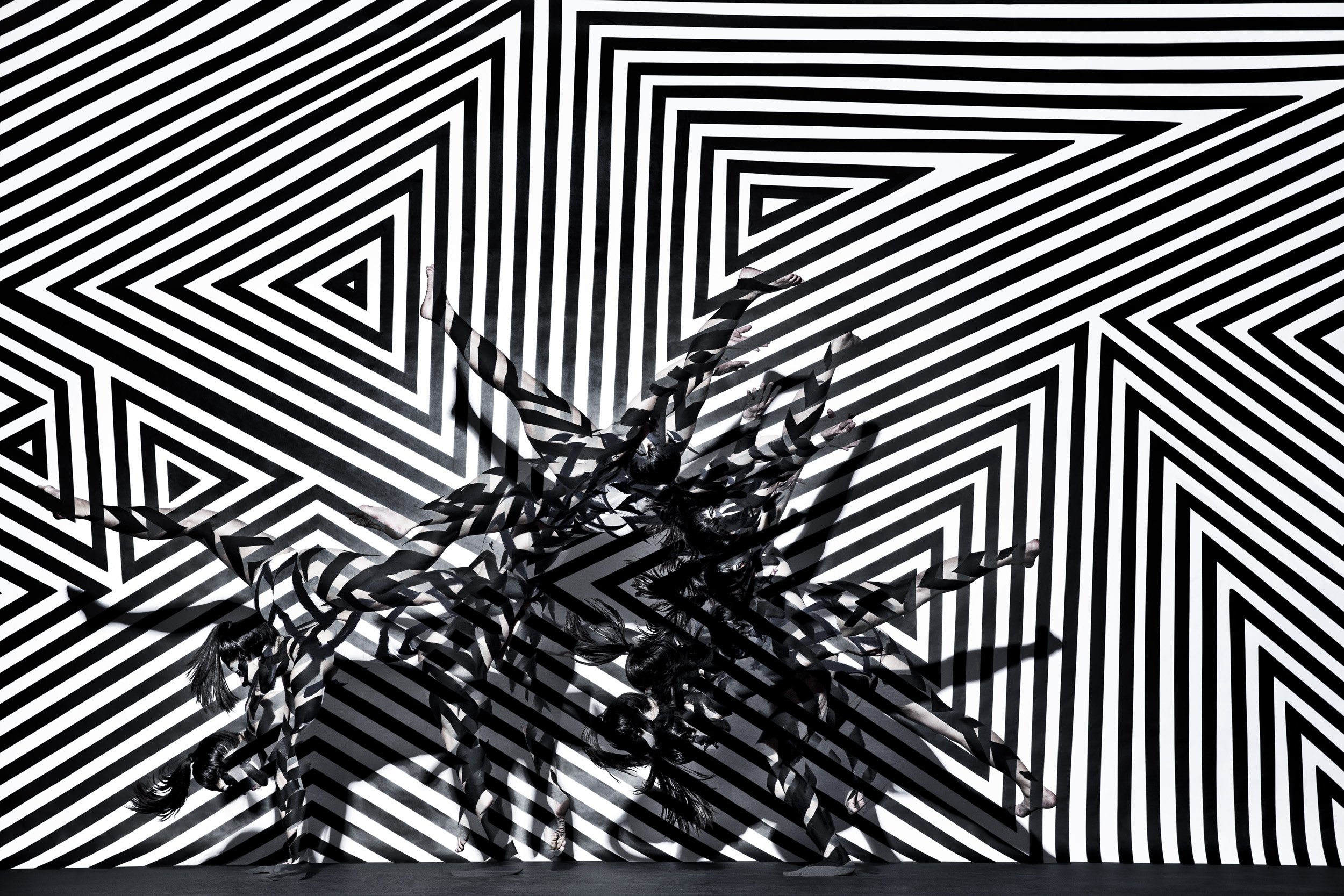 Zebra | Swanson Studio