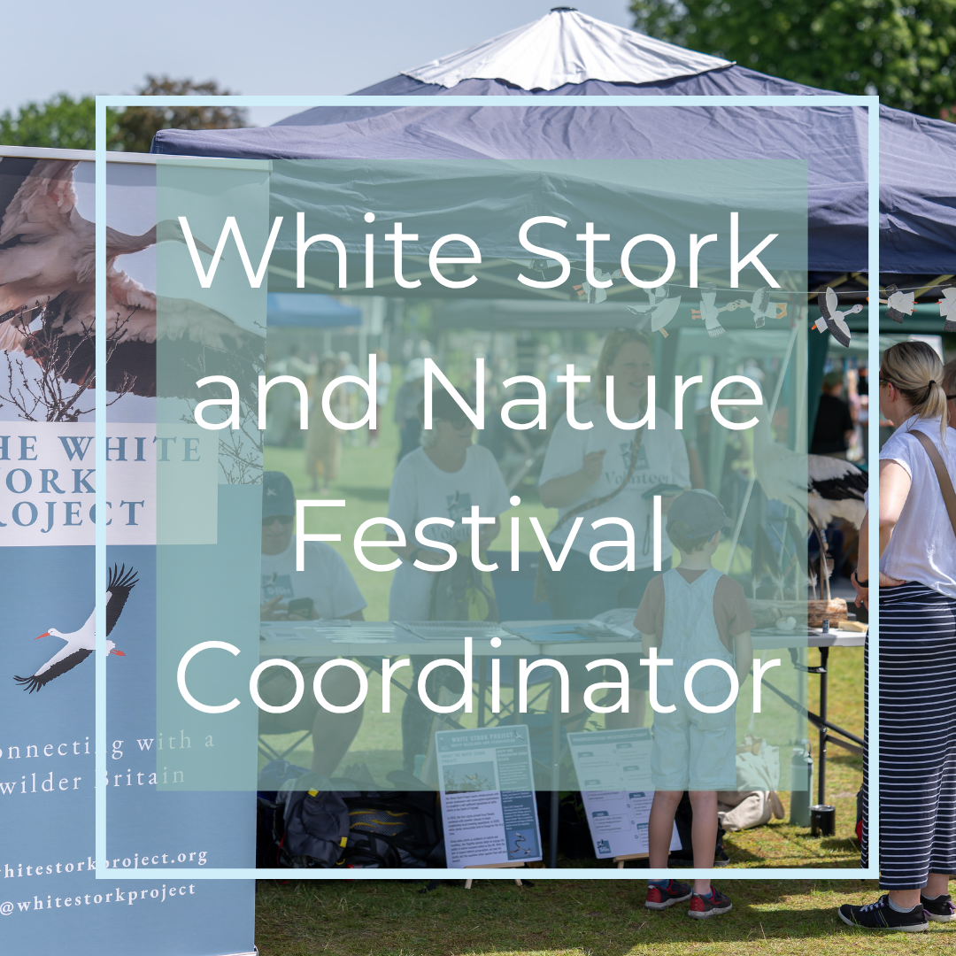 White Stork and Nature Festival Coordinator