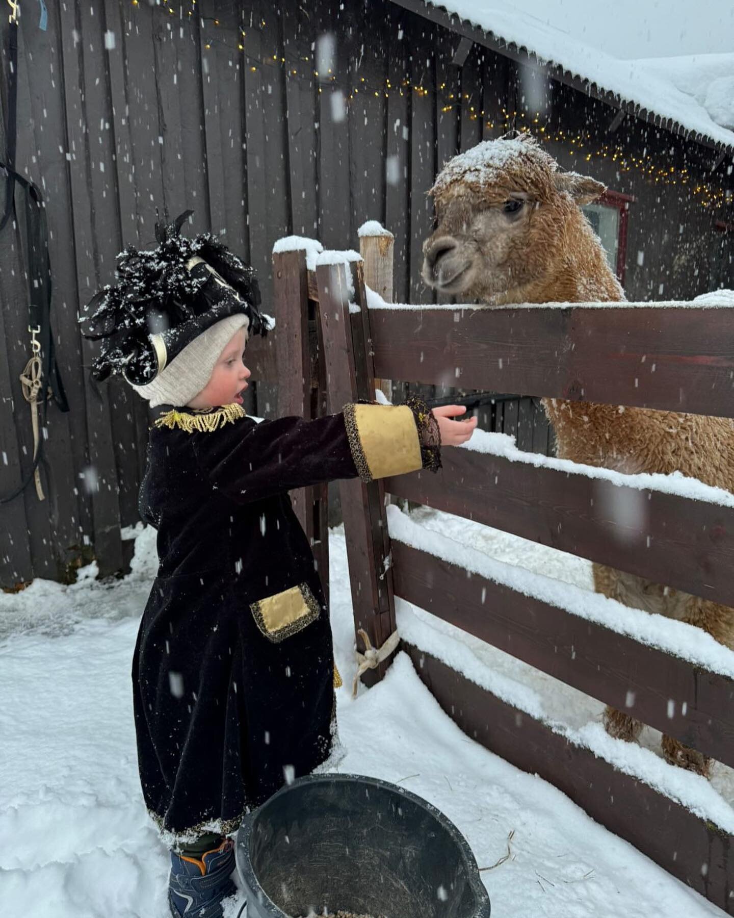 Kaptein Sabeltann p&aring; bes&oslash;k 😀

#alpacasofinstagram #alpacaLove #alpacafarm #norway #alpacalife #animal #alpacaworld #norge #mittnorge #ål #instaanimal #alpacaworld  #nature  #hallingdal #bestofnorway #dailyalpaca  #djur #alpaca #alpacas