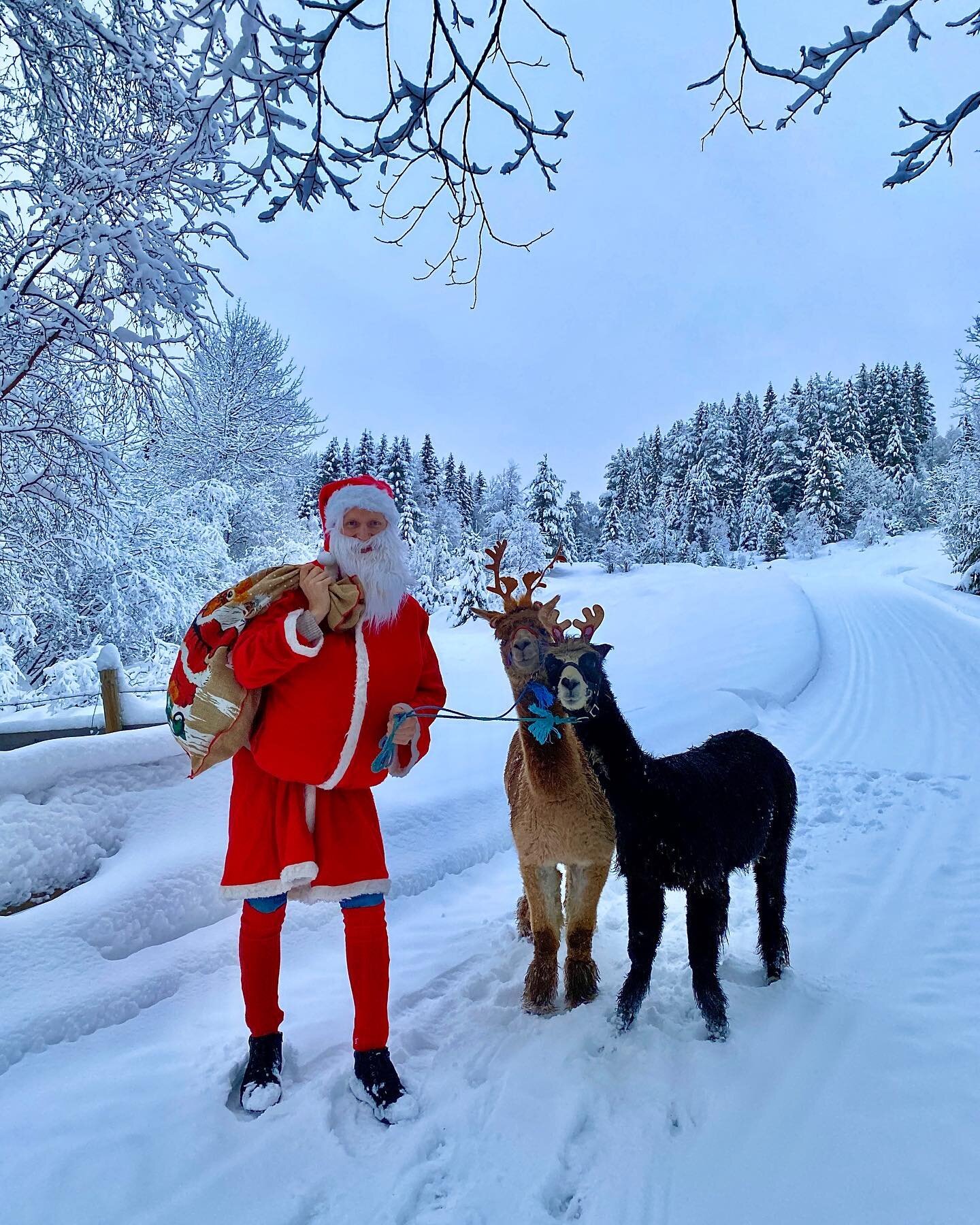 God Jul 🎄🌟🎅

#merrychristmas #godjul #christmas #alpaca #alpakka #visitnorway #alpacalove #visithallingdal