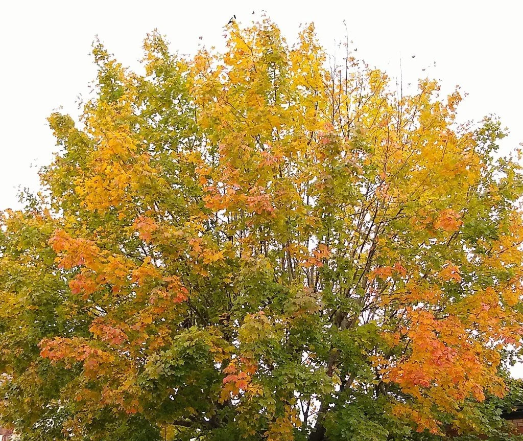 Autumn apples and falling leaves Autumnleaves