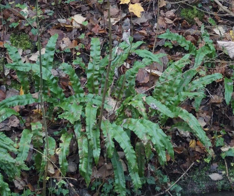  Hart\\\'s Tongue Fern (Asplenium Scolopendrium) 