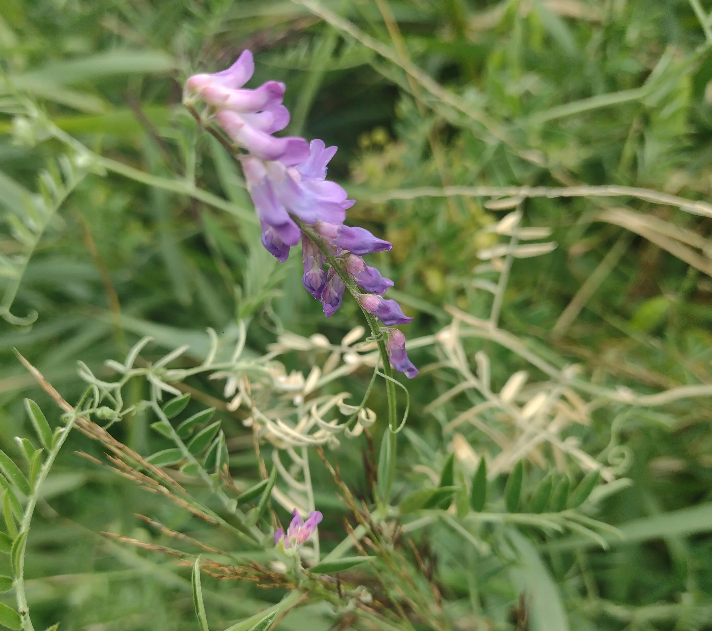Vetch