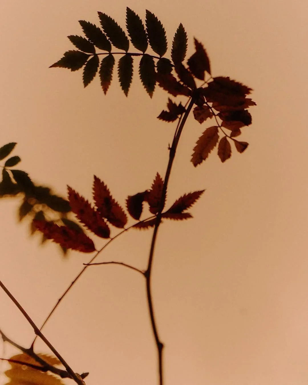 Glenfiddich - Dufftown