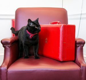 Gladstone’s Budget