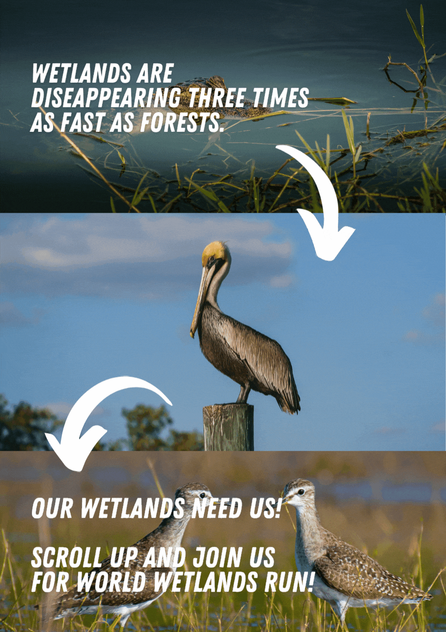Image collage promoting wetland conservation with text: "Wetlands are disappearing three times as fast as forests," "Our wetlands need us! Scroll up and join us for World Wetlands Run," showing a wetland, a pelican, and two shorebirds.
