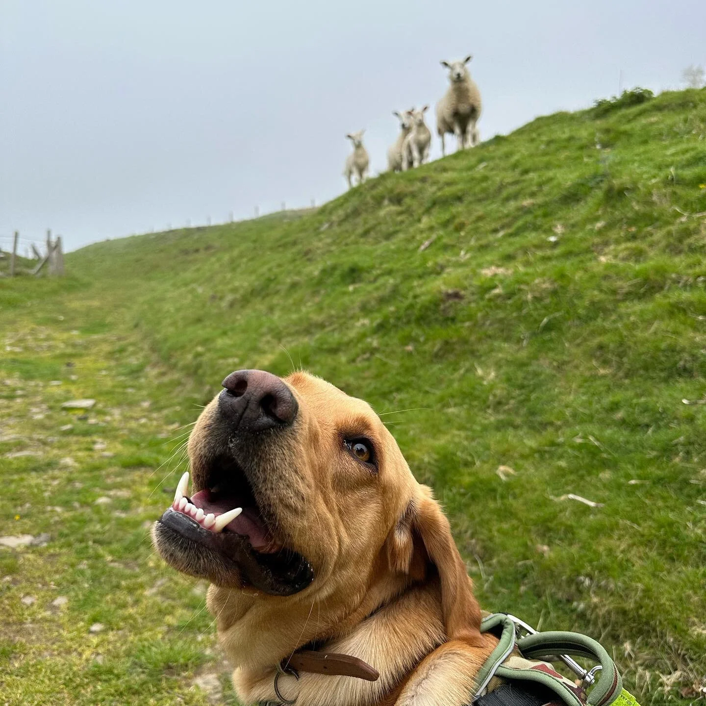 When you and the gang turn up for chest day 💪🏼

.
.
.
.

#gym #health #fitness #fit #train #trainer #personal #train #weights#compound #training #online #coach #cardiff #wales #deadlift #bench #functional #cymru #cymraeg #fitrwydd #canton #caerdydd