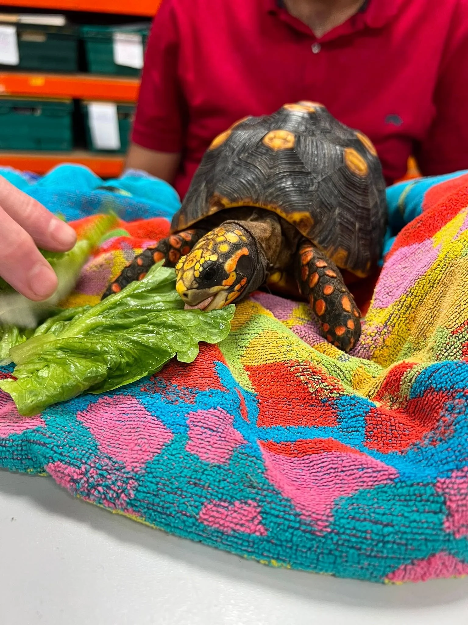 Wonderful session with reptiles and exotics animals 