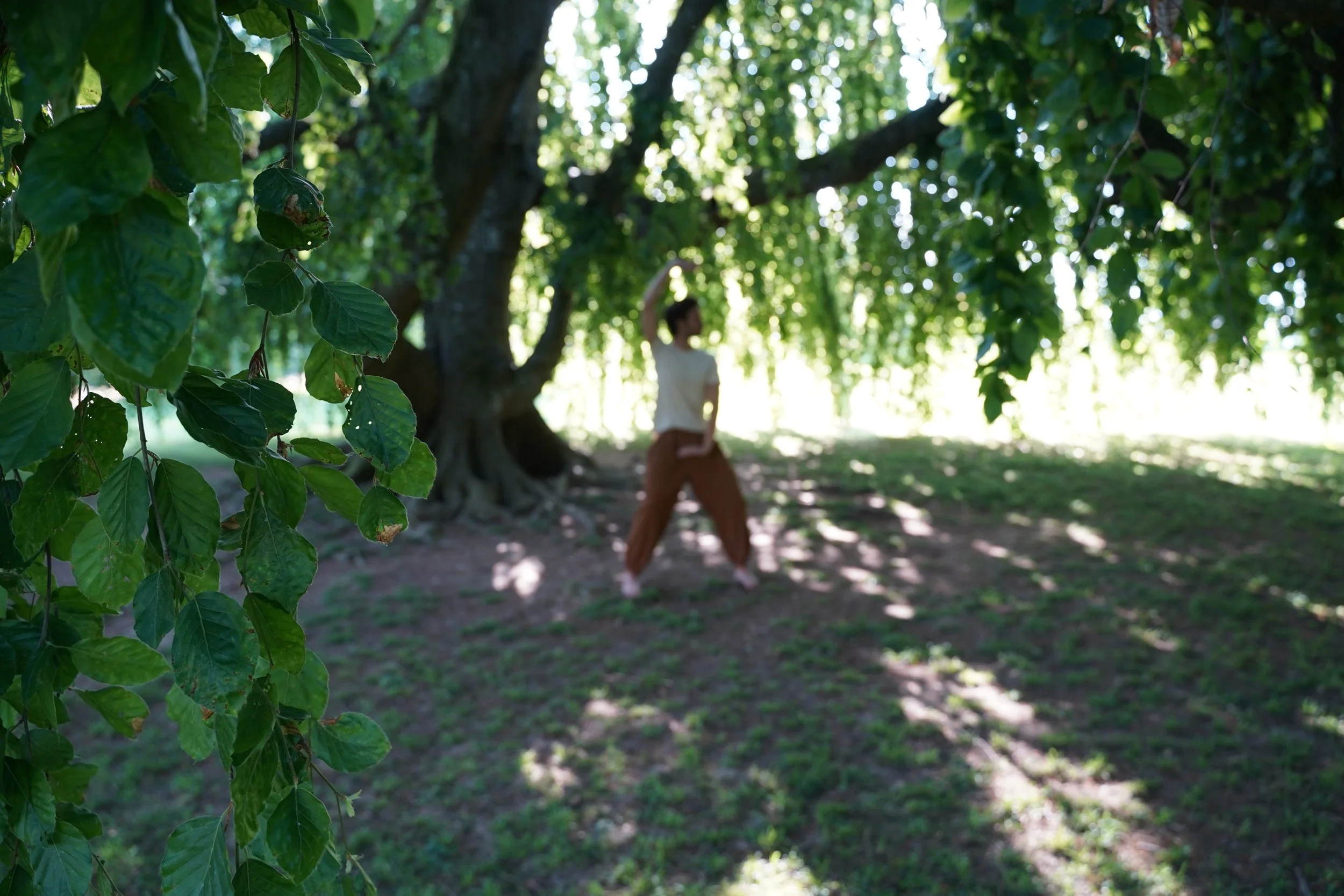 Die verschiedenen Arten von QiGong – Welches QiGong passt zu dir?