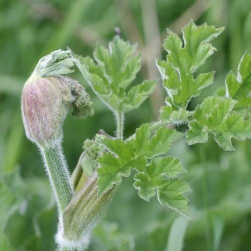 Young hogweed shoots.jpg