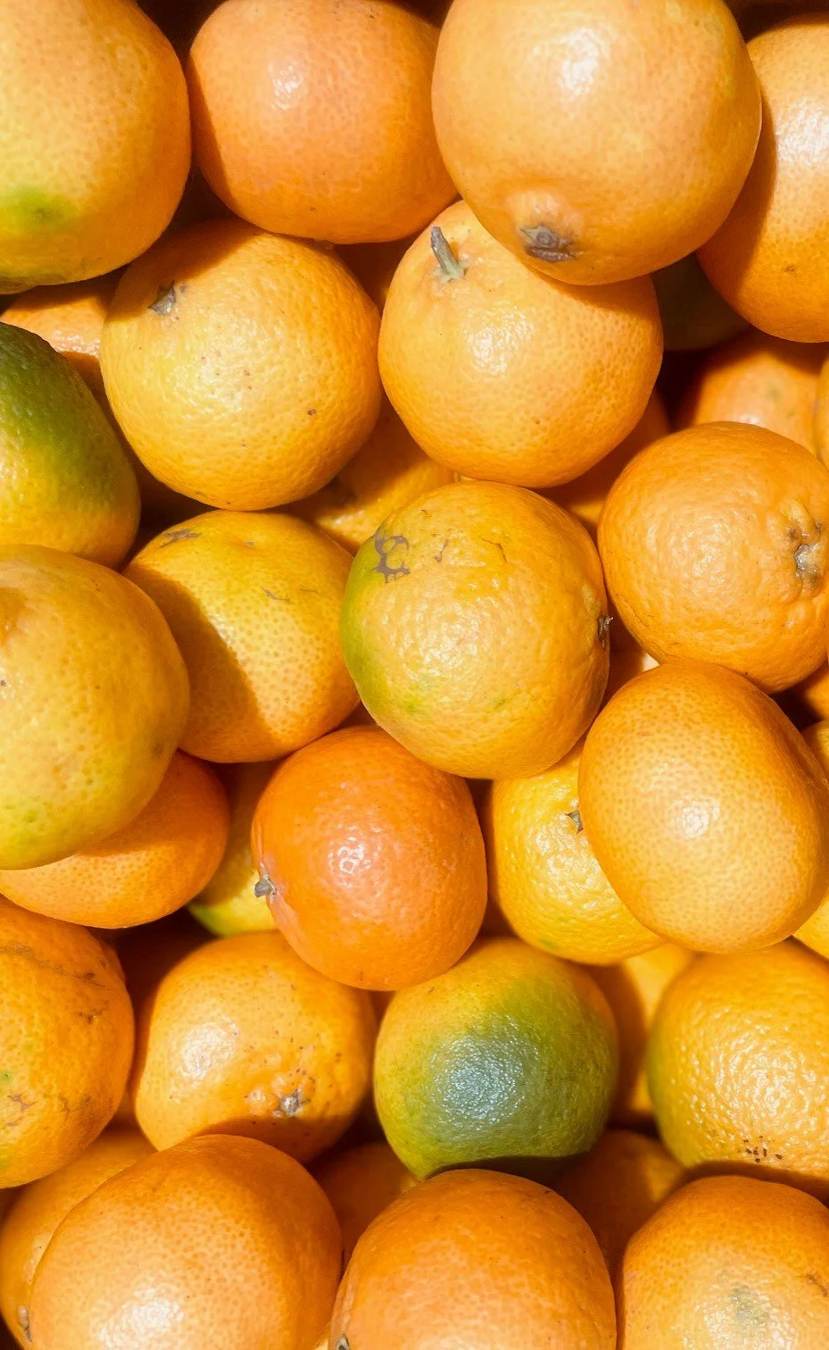 Clementines 2.jpg
