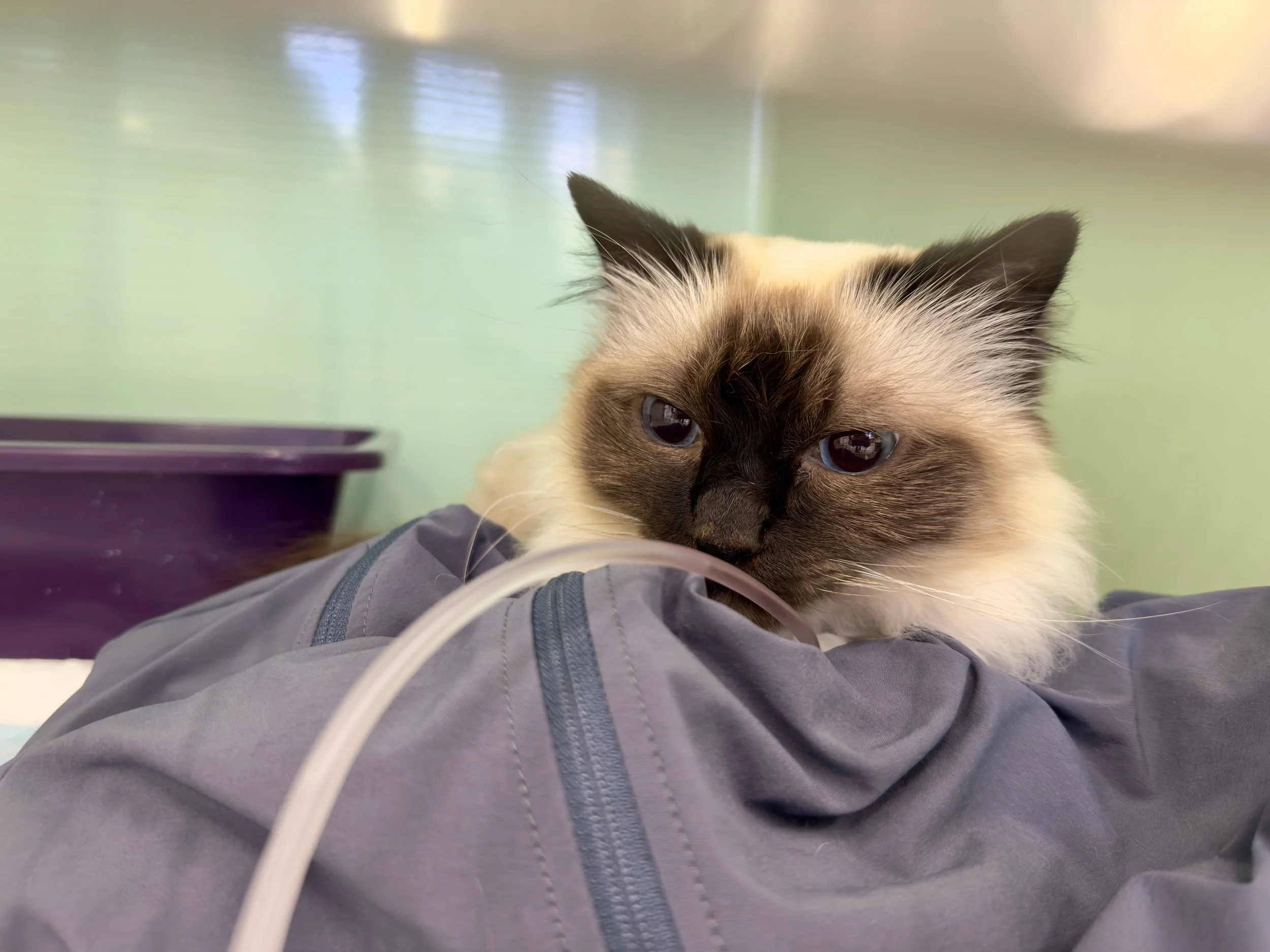 Vomiting in Cats—When Should You See a Veterinarian?