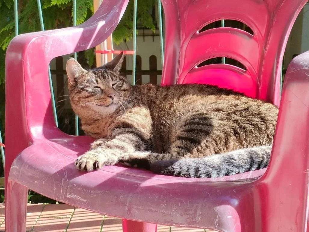 Golden Oldies – What Should You Keep in Mind for Senior Cats?