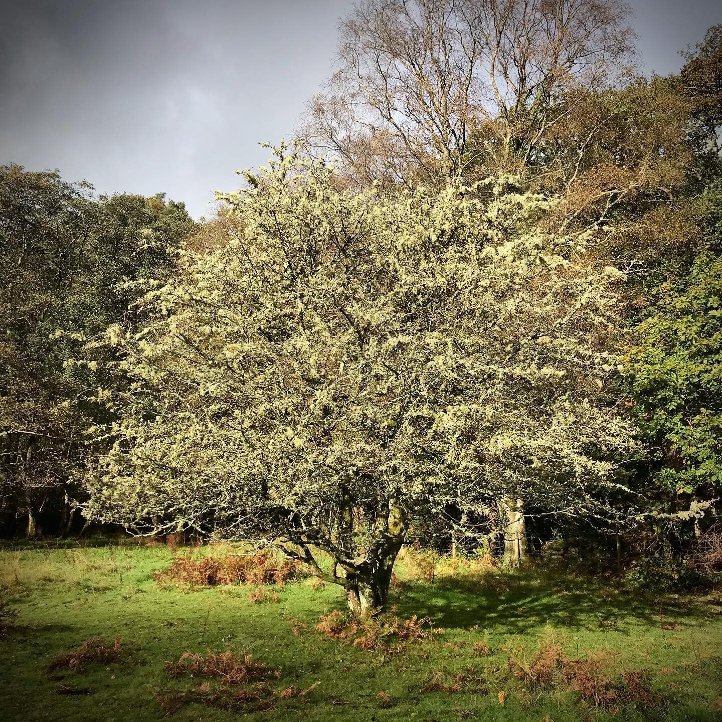 Discover the beauty and stillness of Autumn here at Cefn Coed...

A resident Hawthorn drenched in Old Mans Beard, simply magical! 😍