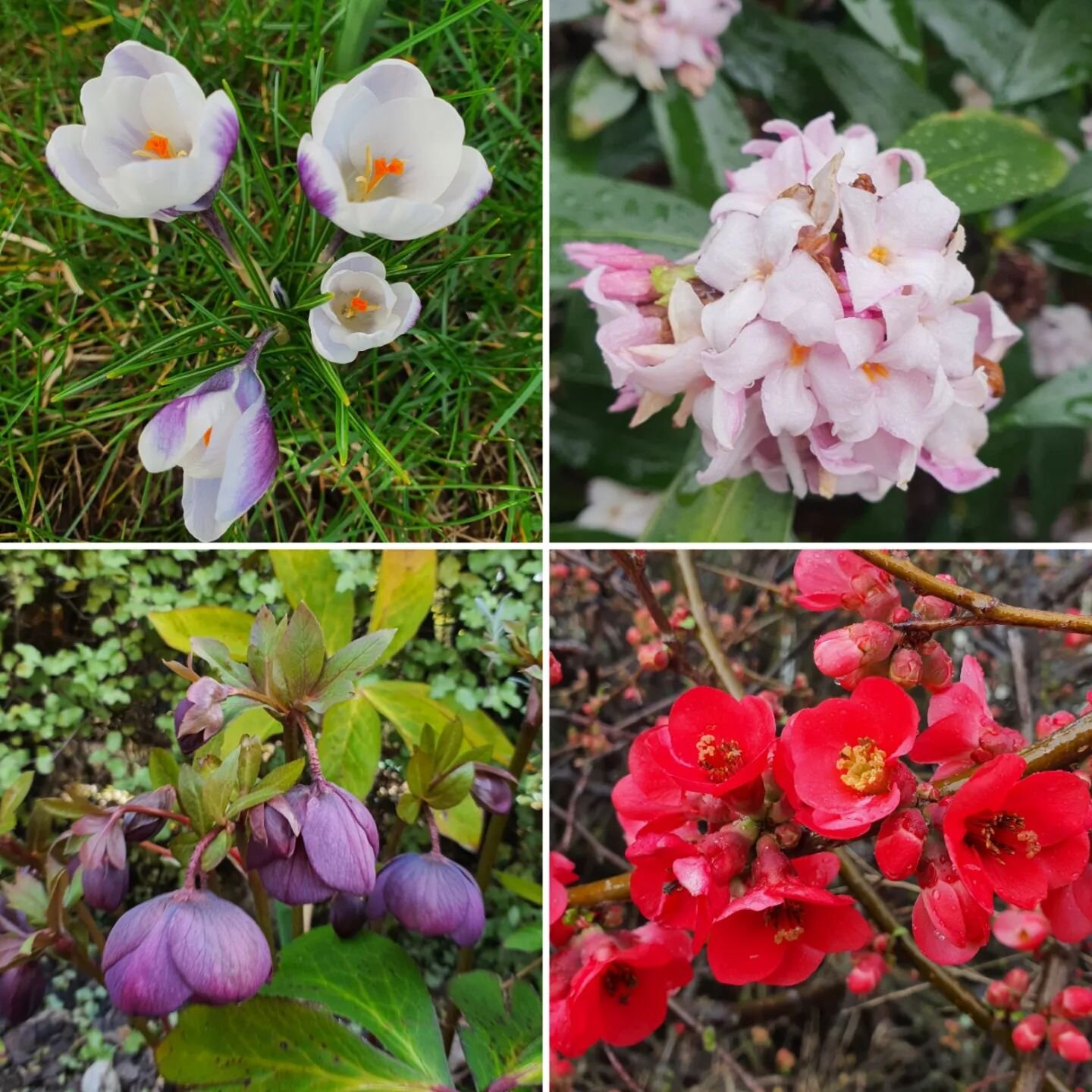 Happy first day of spring! Here's some flowers from todays gardens we were working in...then the rain arrived, very spring like weather indeed.

#dougthegardener #gardenwanaka #landscapewanaka #wanakagardens #wanakagarden #wanakagardening #landscape 