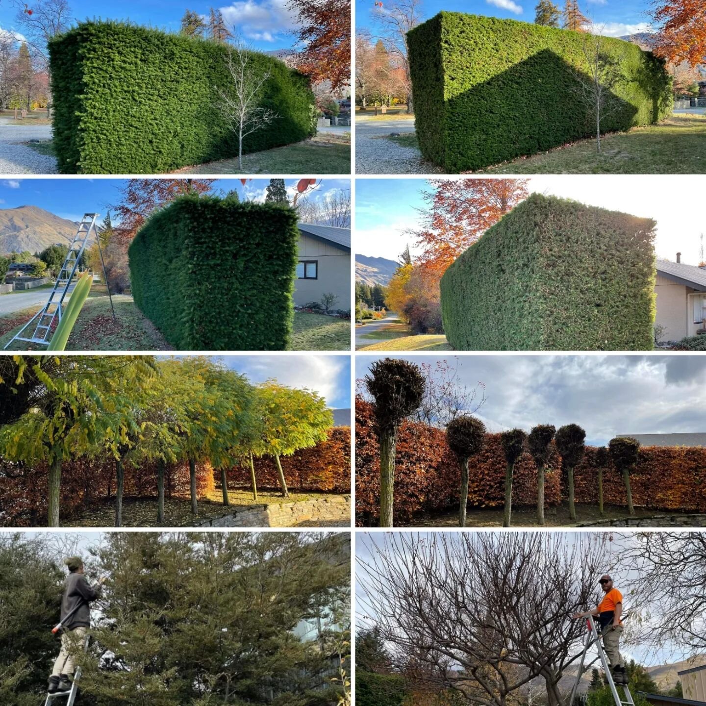 Some before and after and action shots from this week...hedges and trees...must be autumn!

#dougthegardener #gardenwanaka #landscapewanaka #wanakagardens #wanakagarden #wanakagardening #landscape #lovewanaka #landscape_captures #gardening #garden #g