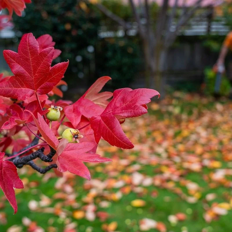Doug+the+Gardener+%28May+2022%29_Autumn+Leaves.jpg