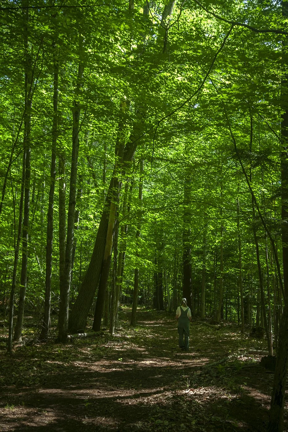 WALK IN THE WOODS copy X.jpg