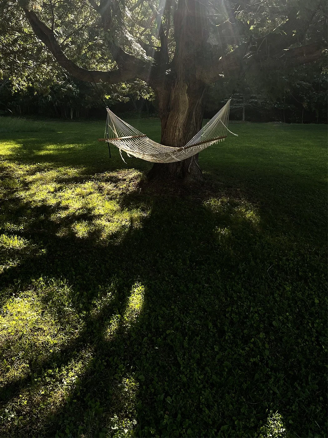 HAMMOK in sunlight copy X.jpg