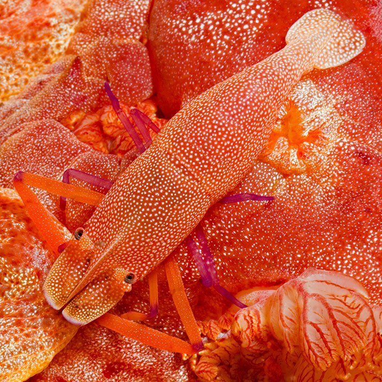 Emperor shrimp riding on a Spanish nudibranch