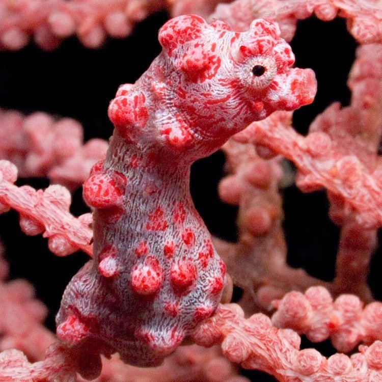 Pygmy seahorse closeup