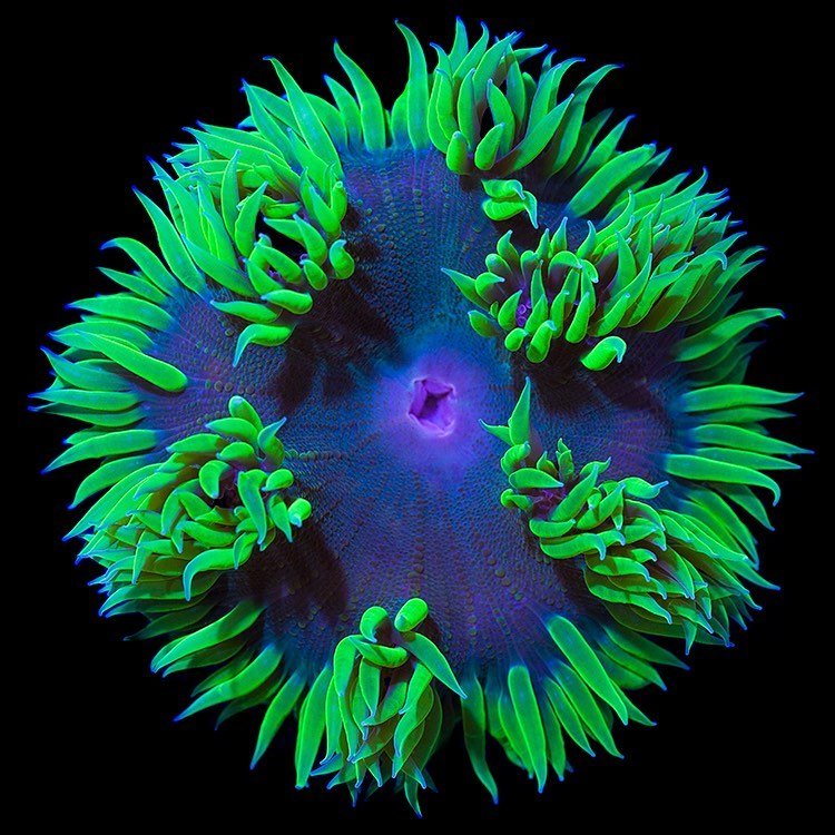 Phymanthus crucifer anemone