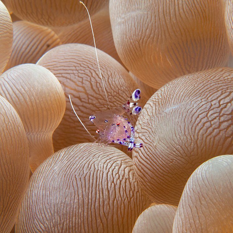 Cleaner shrimp relaxing with its anemone friend