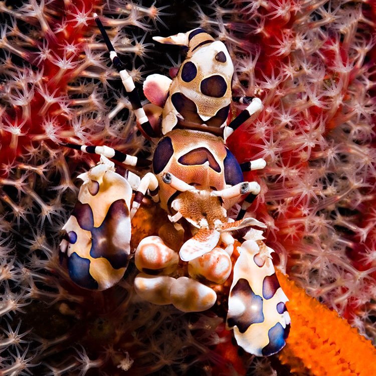 Harlequin Shrimp eating alive the arm of a sea star