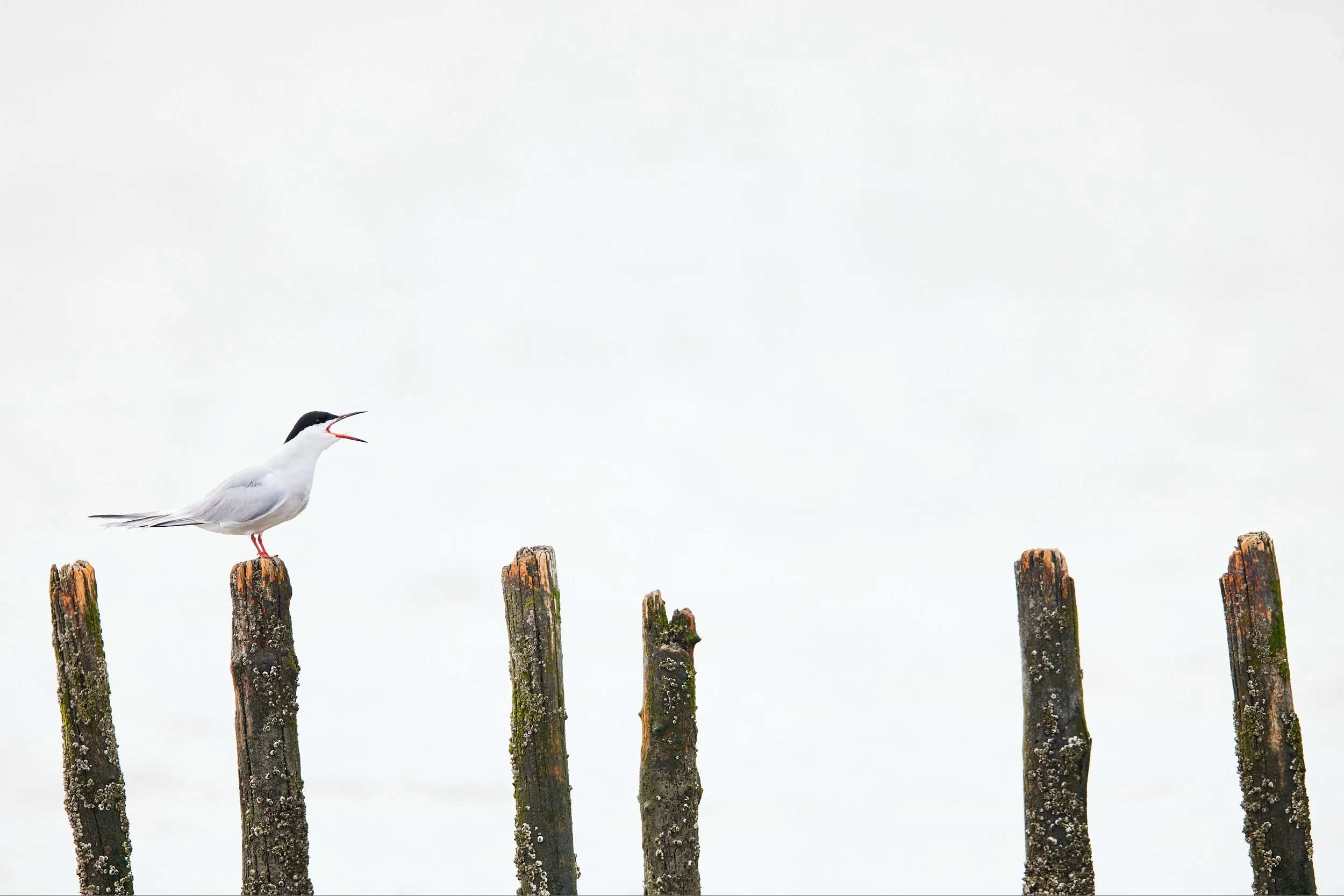 Flussseeschwalbe rufend auf Holzpfosten
