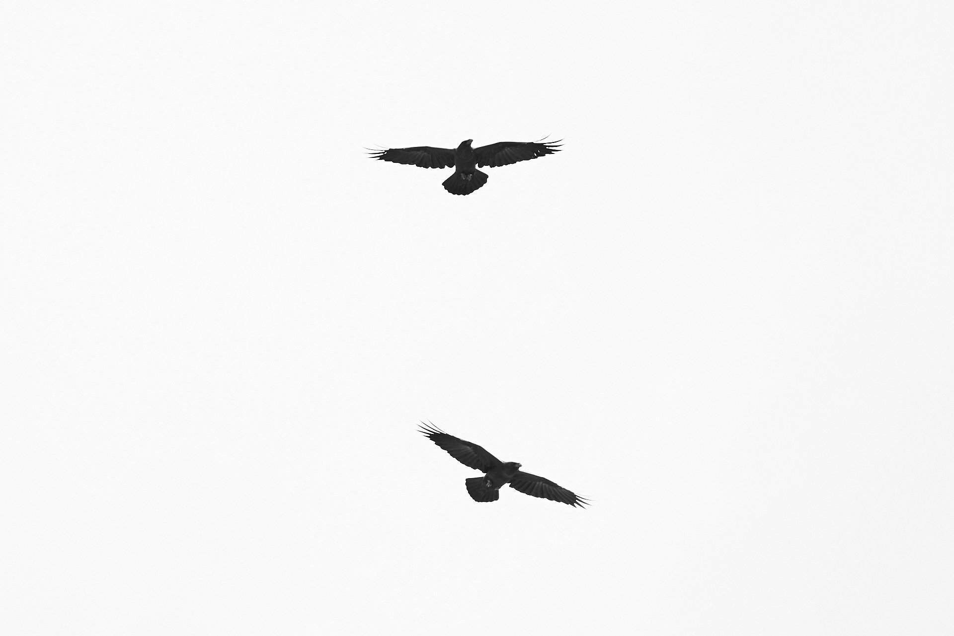 Zwei Kolkraben fliegen am weißen Himmel