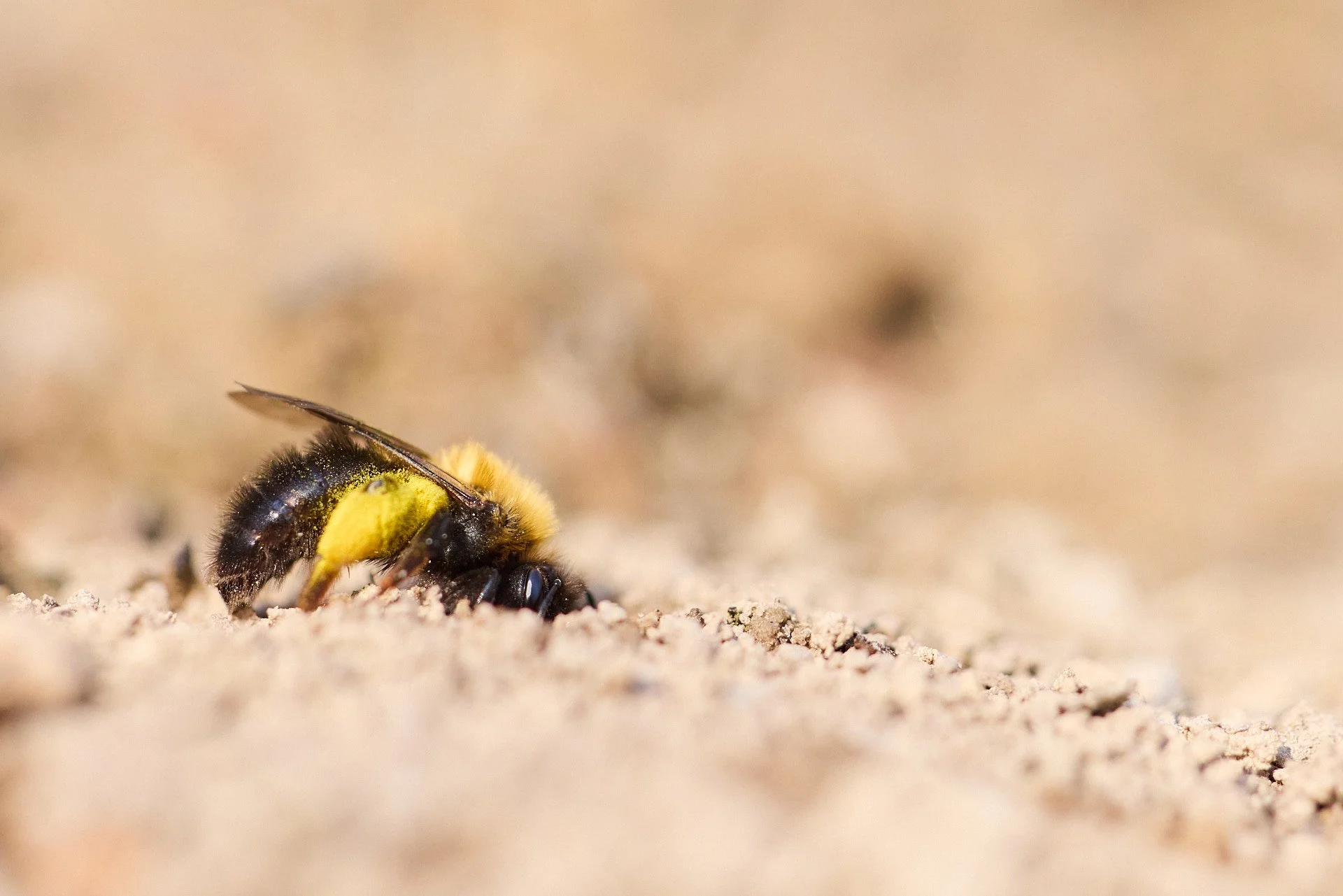 Rotbeinige Lockensandbiene Andrena clarkella beim Graben einer Bruthöhle im Sand.