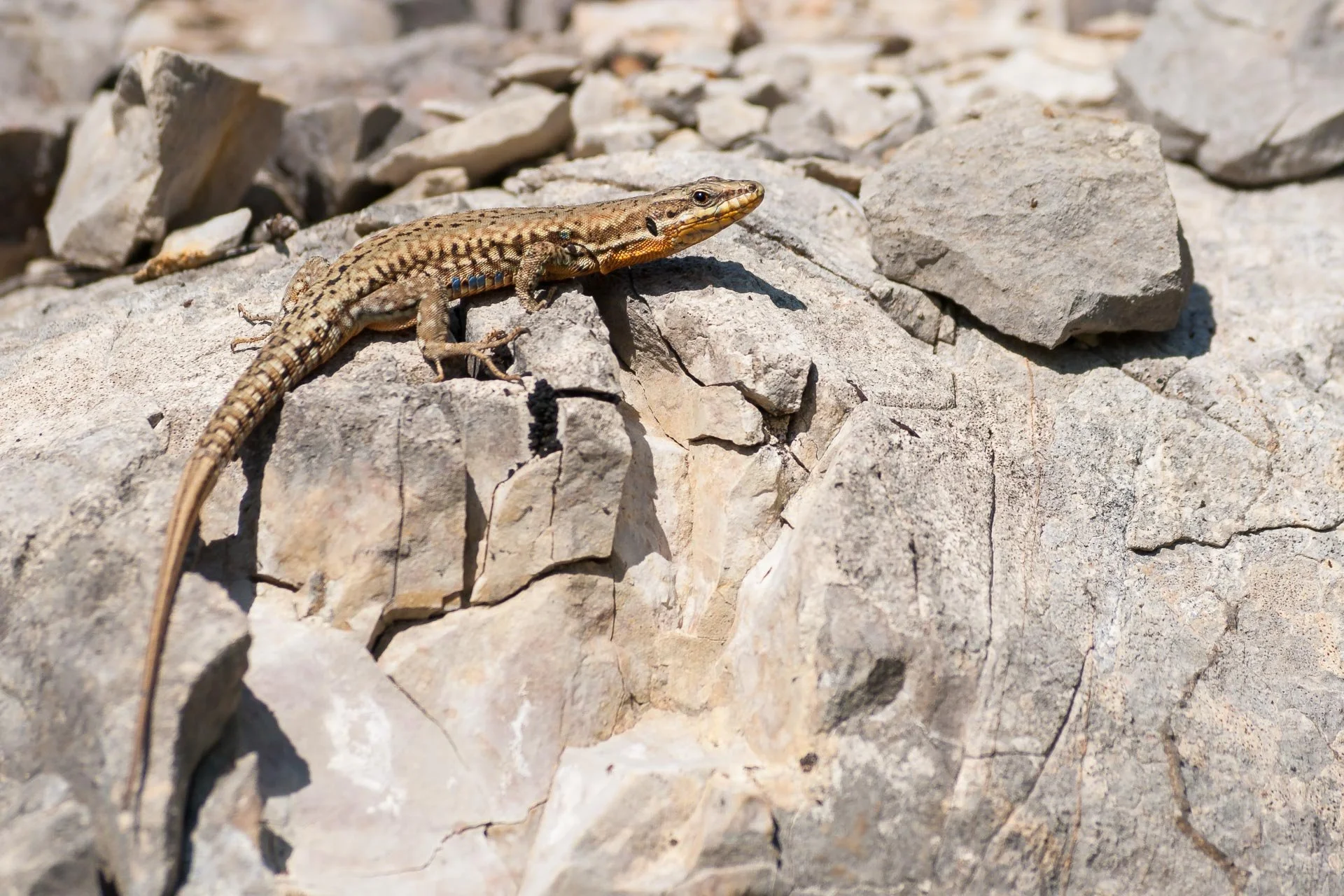 Mauereidechse Podarcis muralis sonnt sich auf einem Stein.