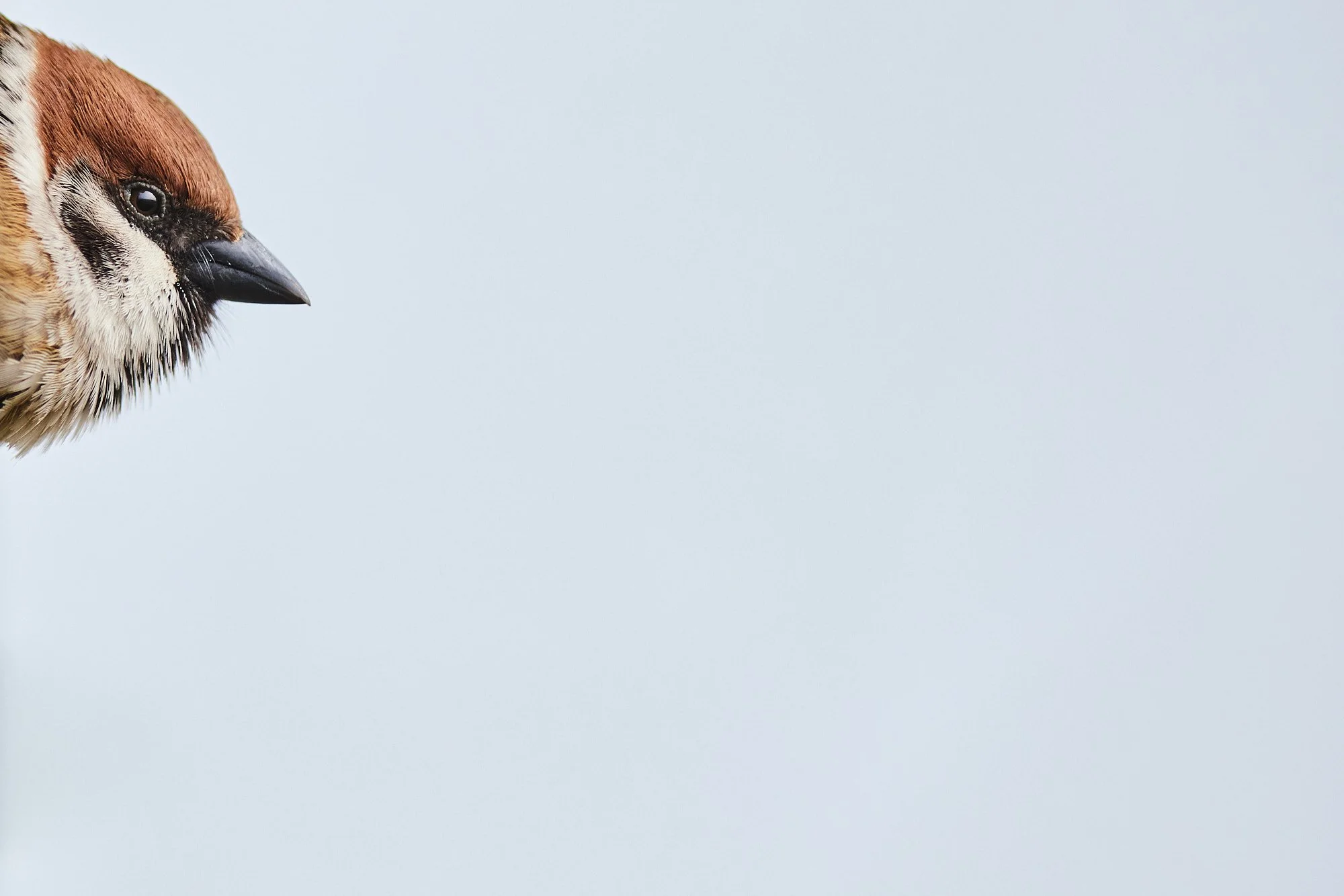 Feldsperling schaut vom linken Rand ins Bild.