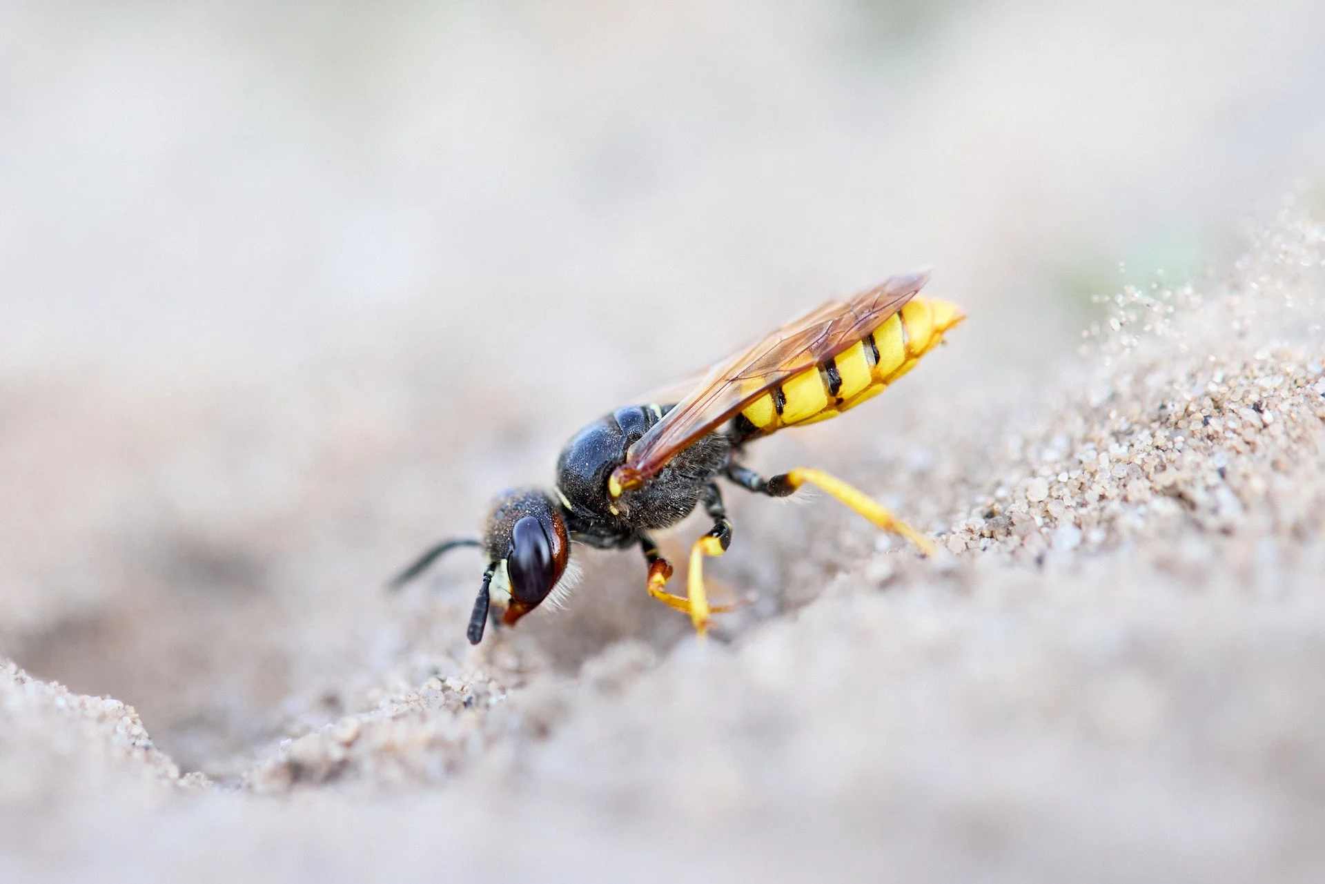 Bienenwolf Philanthus triangulum gräbt Nisthöhle