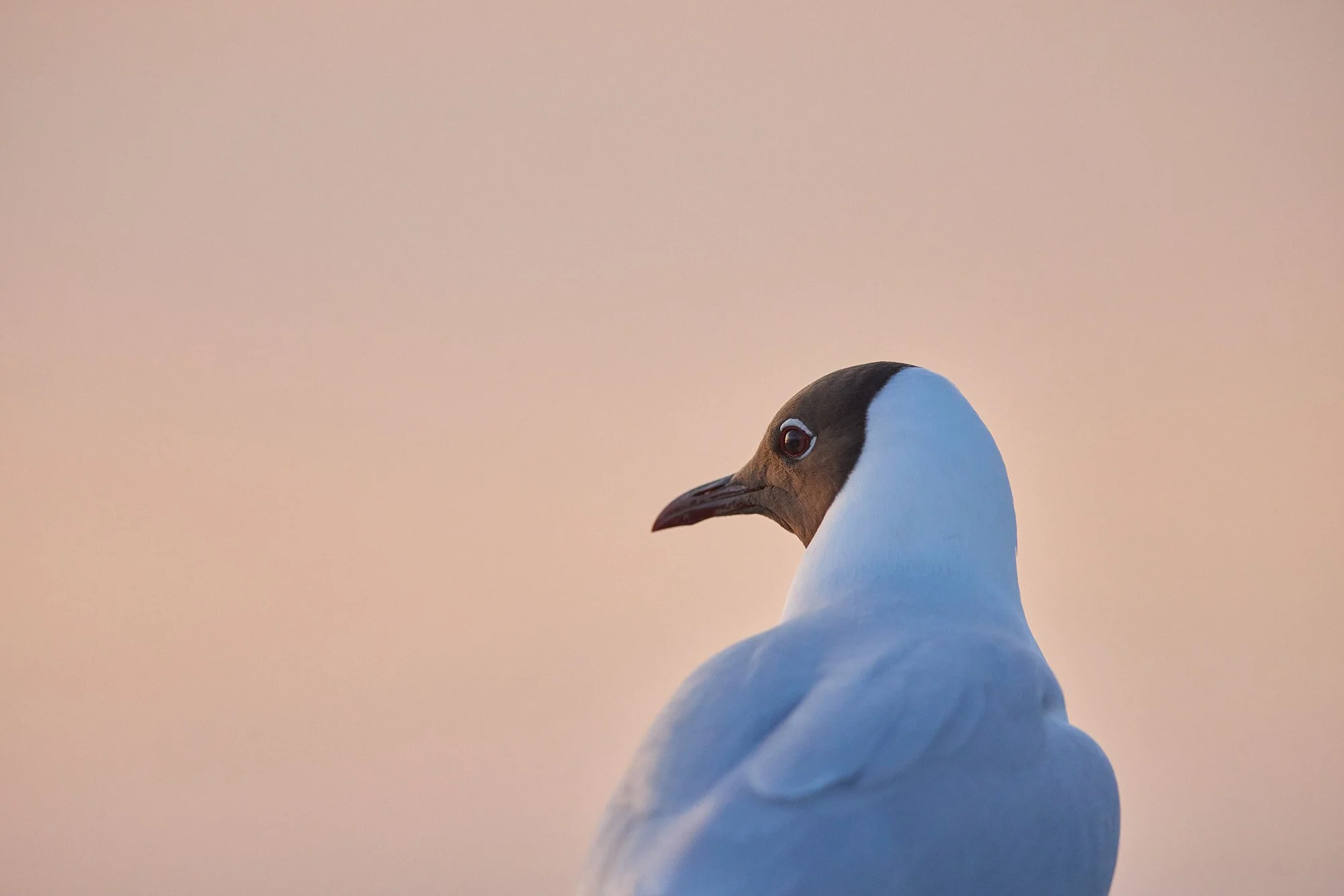 Lachmöwe im Abendlicht
