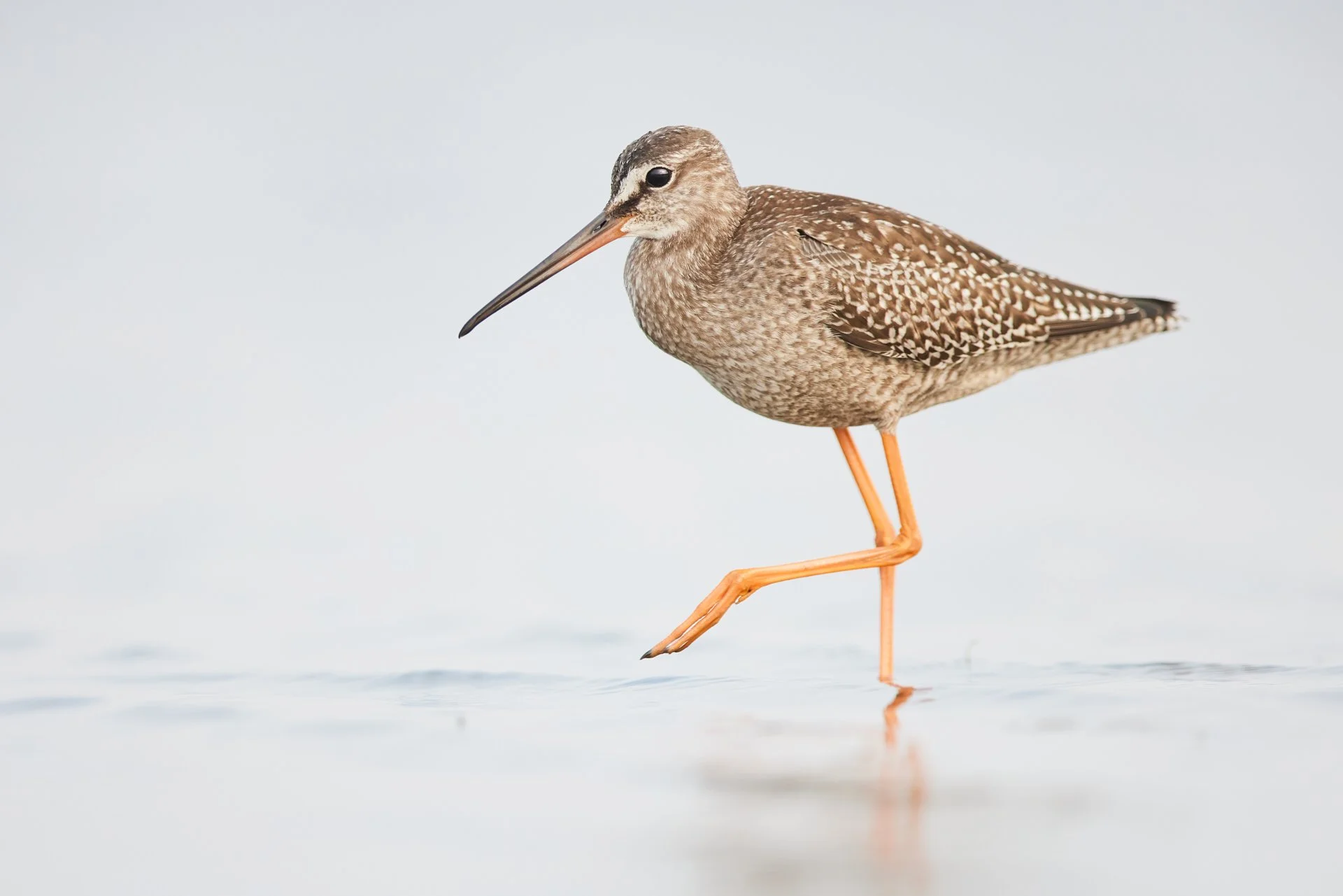 Dunkler Wasserläufer