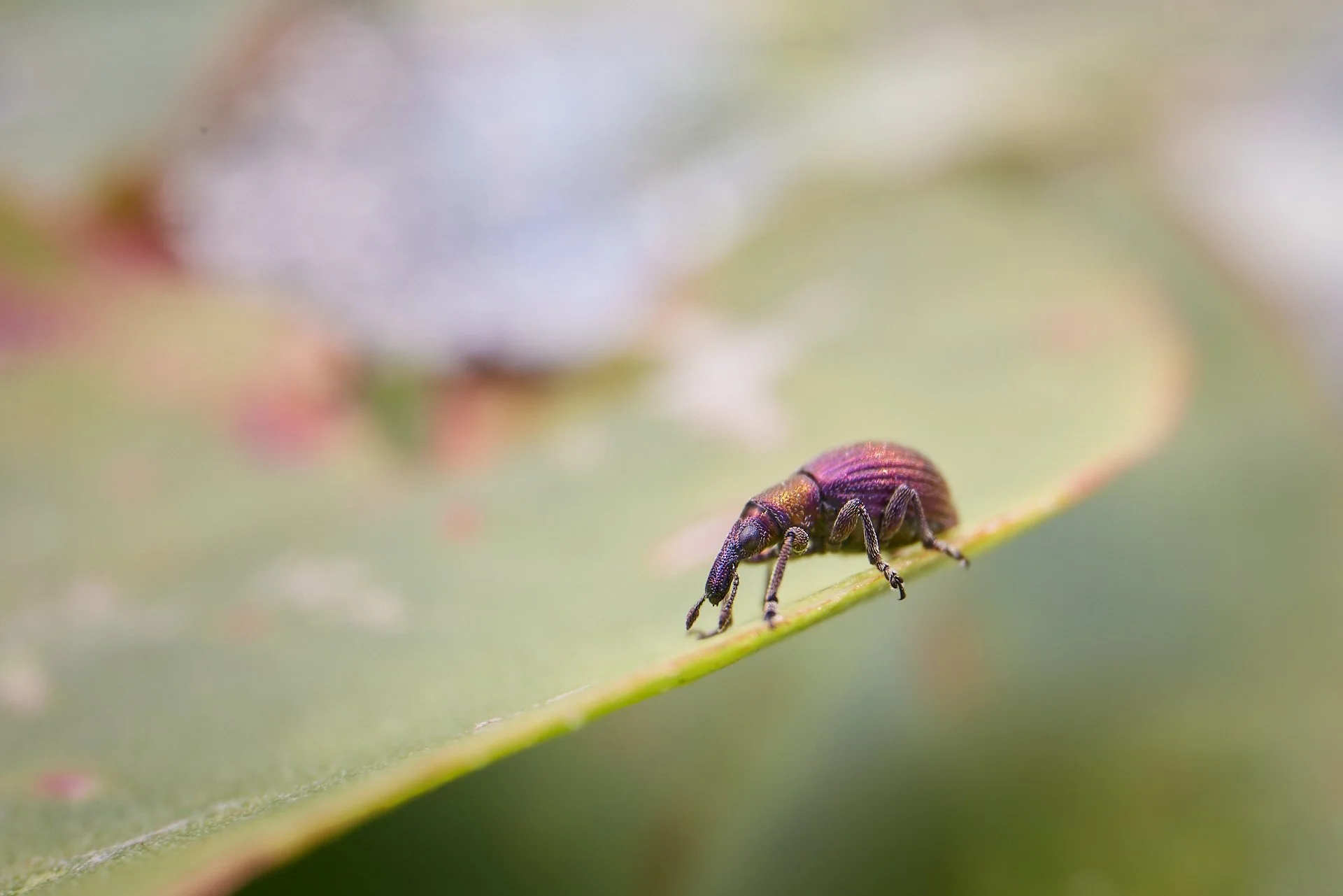 Nahaufnahme eines Halligfliederspitzmausrüsselkäfer Apion limonii