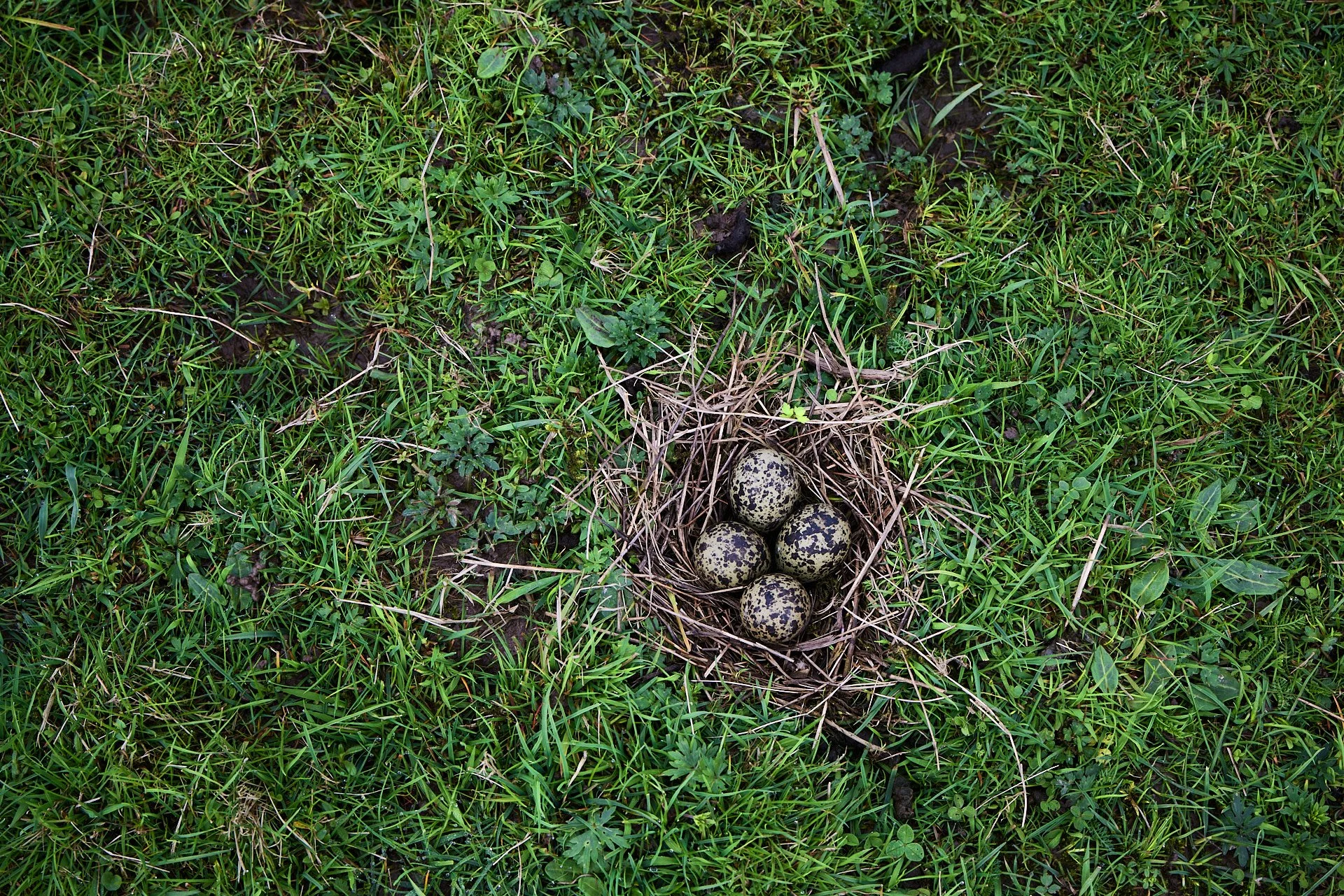 Kiebitznest mit vier Eiern
