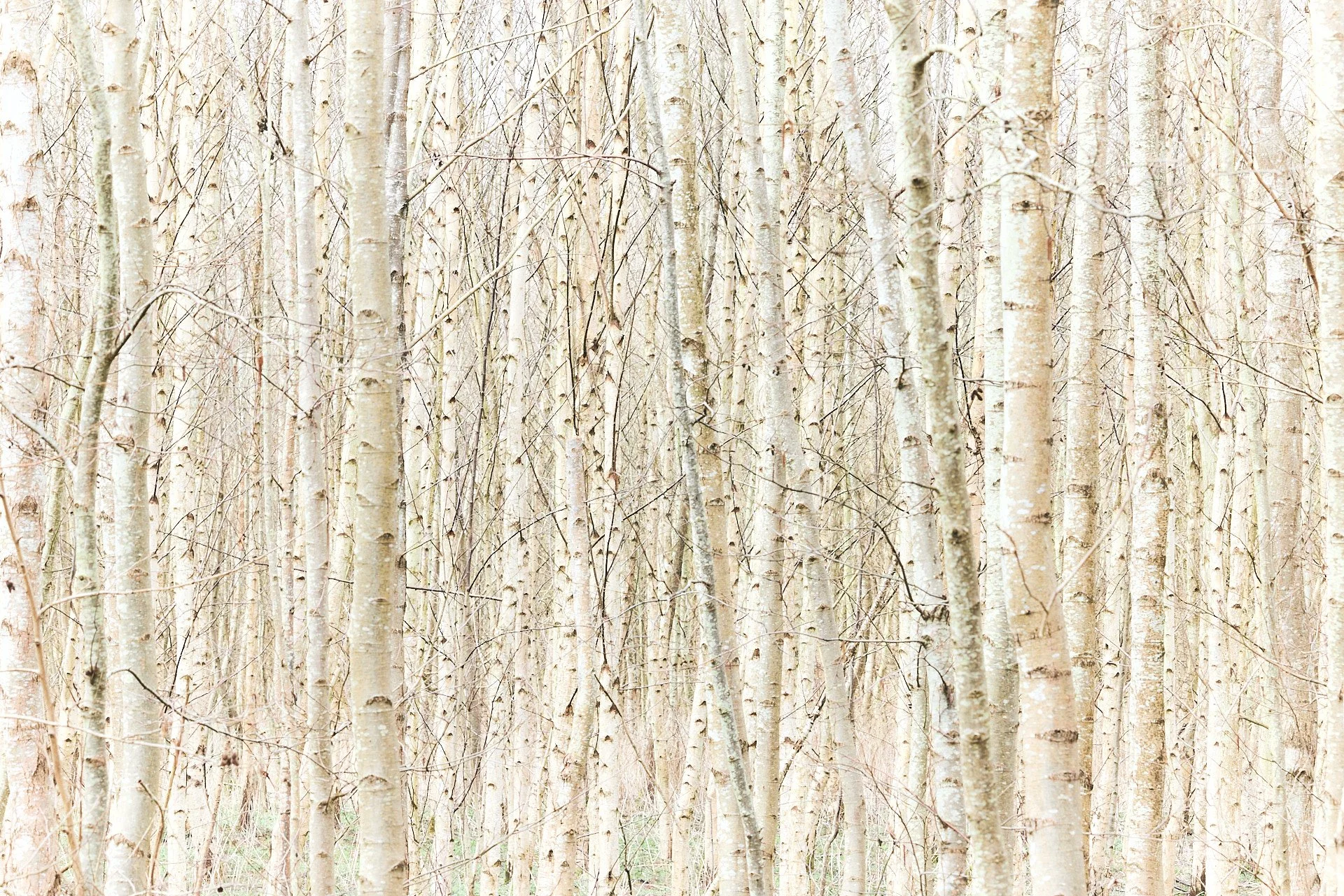 Highkey Aufnahme vieler Birkenstämme.