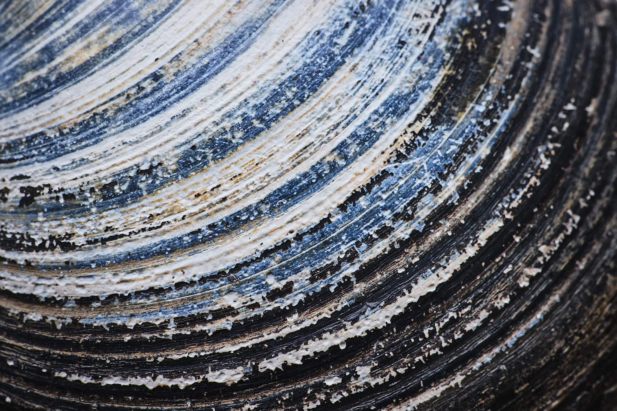 Detailaufnahme einer Islandmuschel Arctica islandica