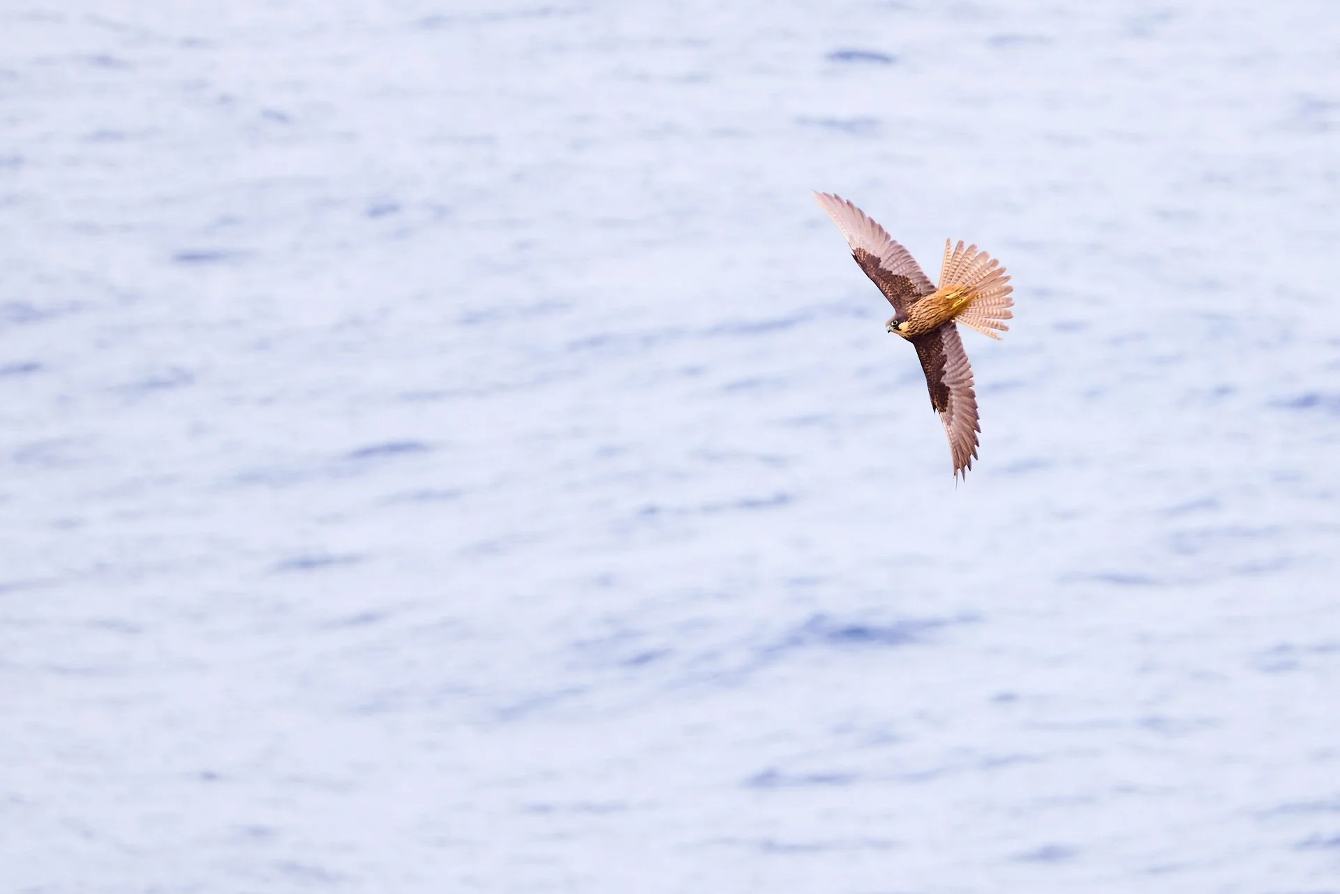 Eleonoranfalke im Flug über dem Mittelmeer an der Küste Mallorcas