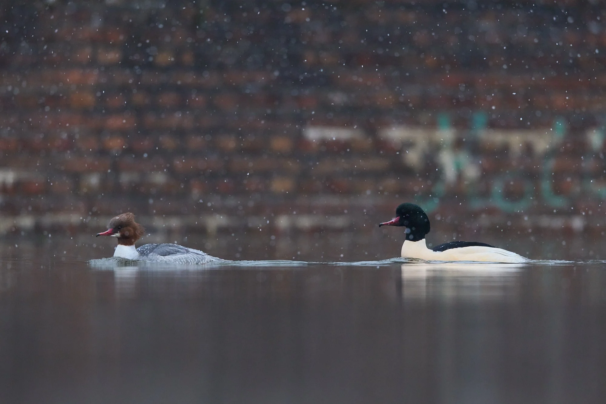 KW 5 - Noch ein bisschen weißer als Weiß