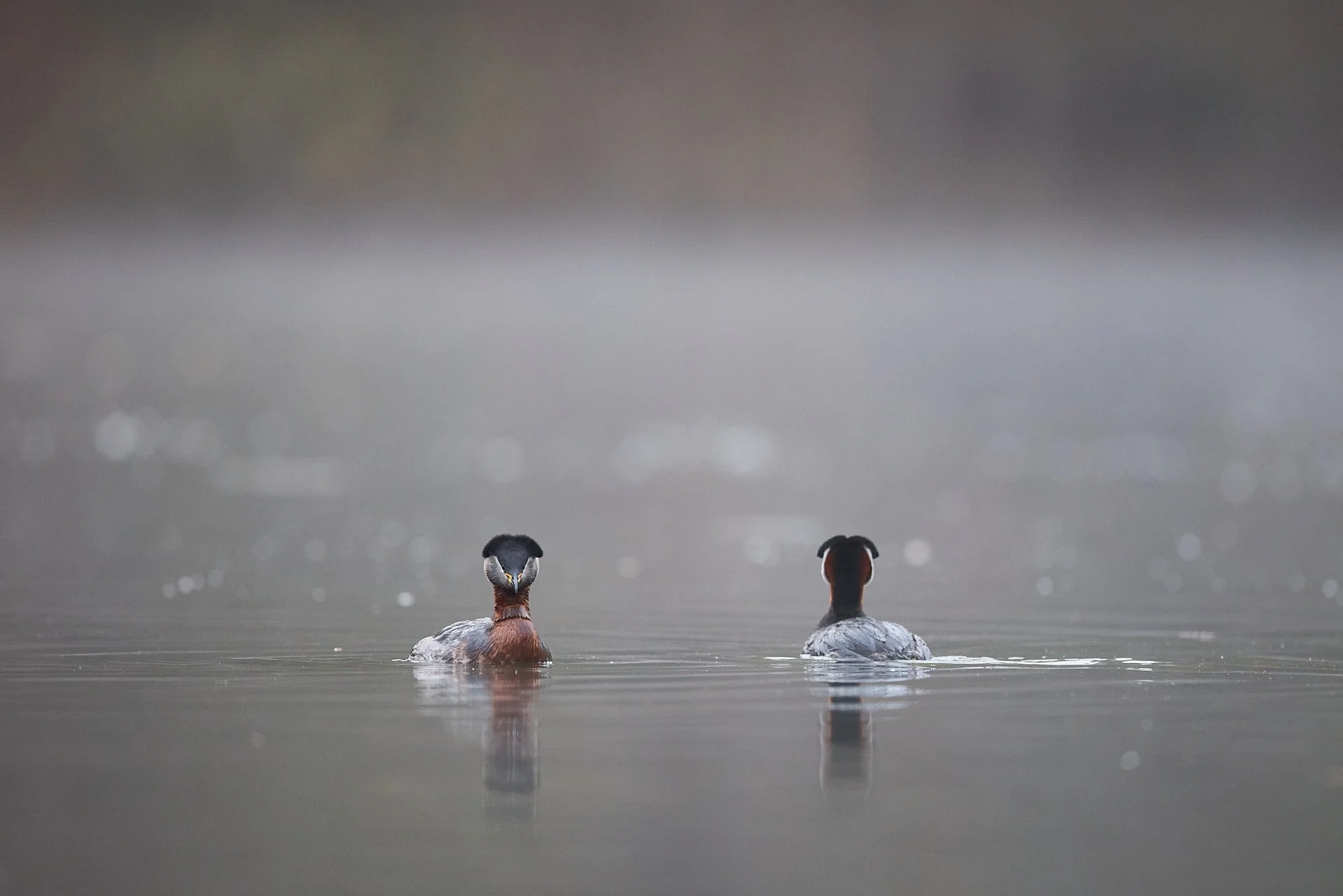 Rothalstaucher Paar bei der Balz auf spiegelglattem See