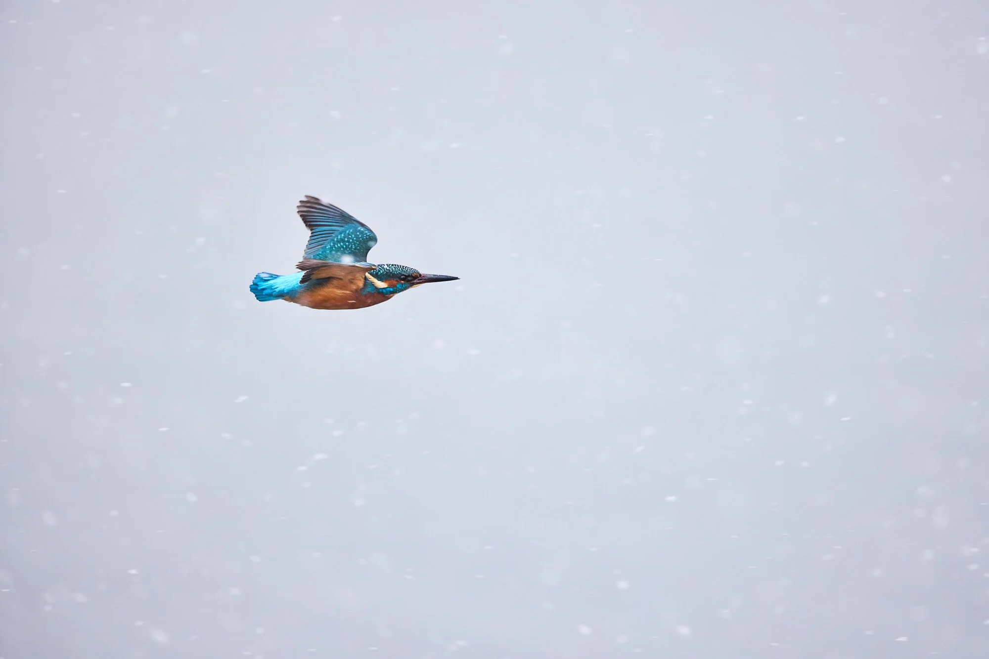 Ein Eisvogel fliegt im Schneegestöber über eine Wasserfläche.