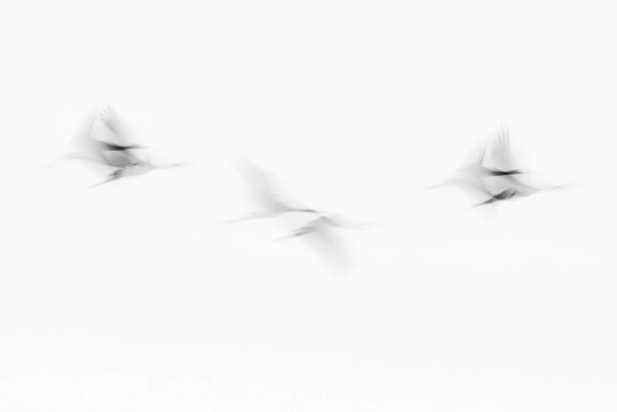 Schemenhafte ICM Aufnahme von Kranichen