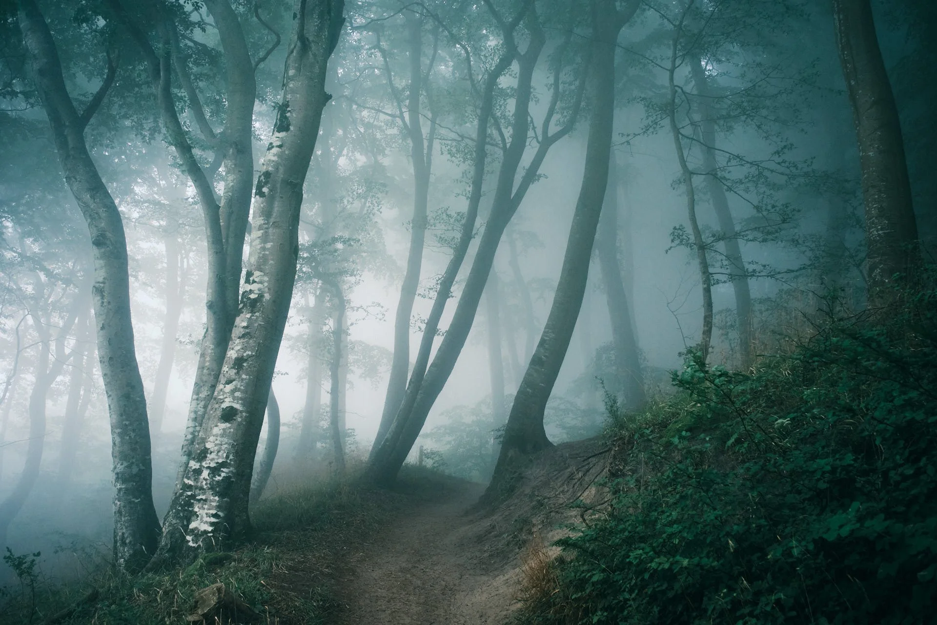 Düsterer Wald im Nebel und ein Weg der zum Licht führt.