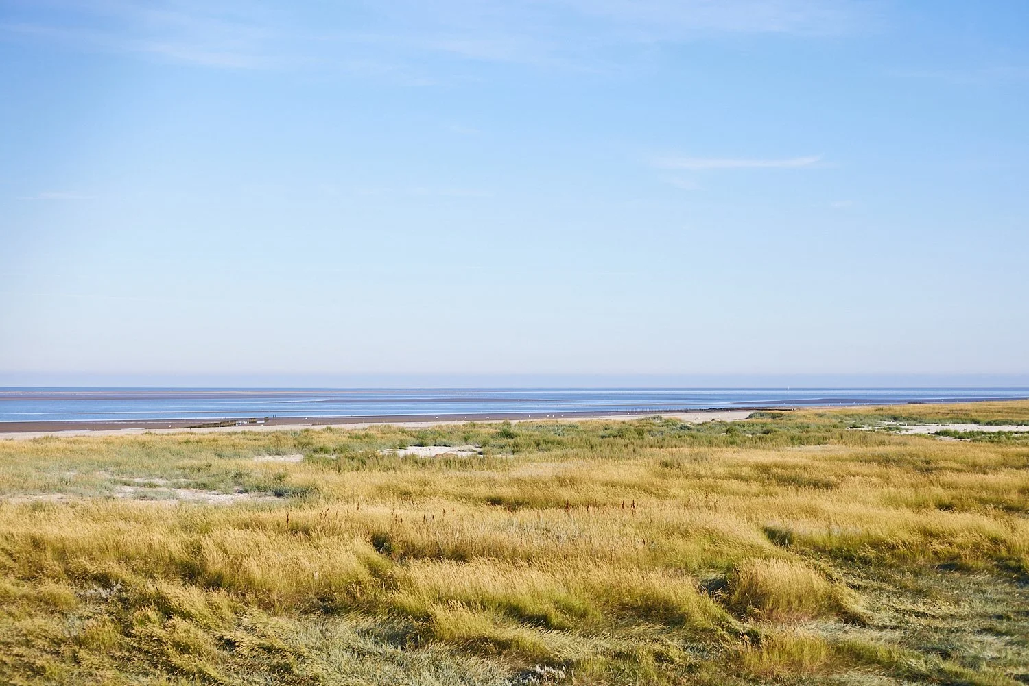 Blick über die Salzwiesen auf der Insel Trischen im Sommer